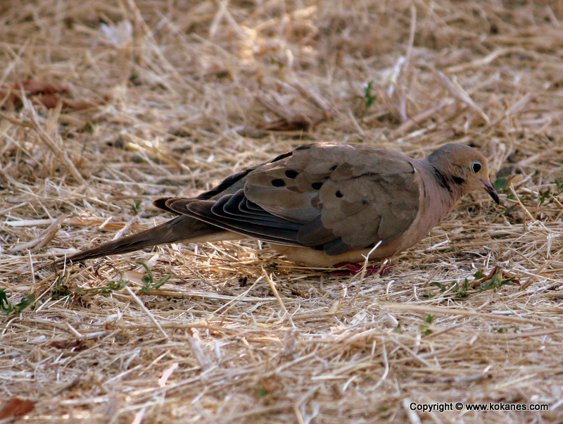 Upland Ground Birds